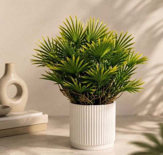Fan Palm